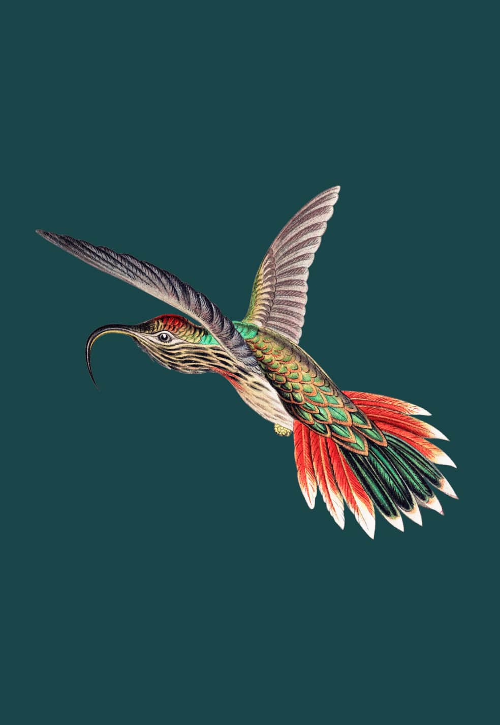 bird-on-green.jpg