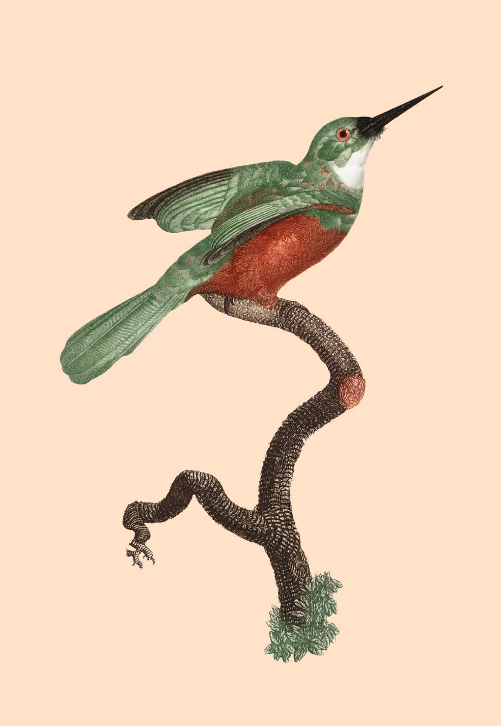 bird-on-salmon.jpg
