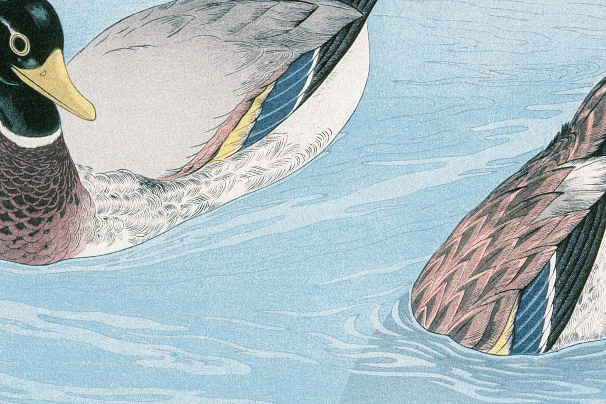ducks.jpg