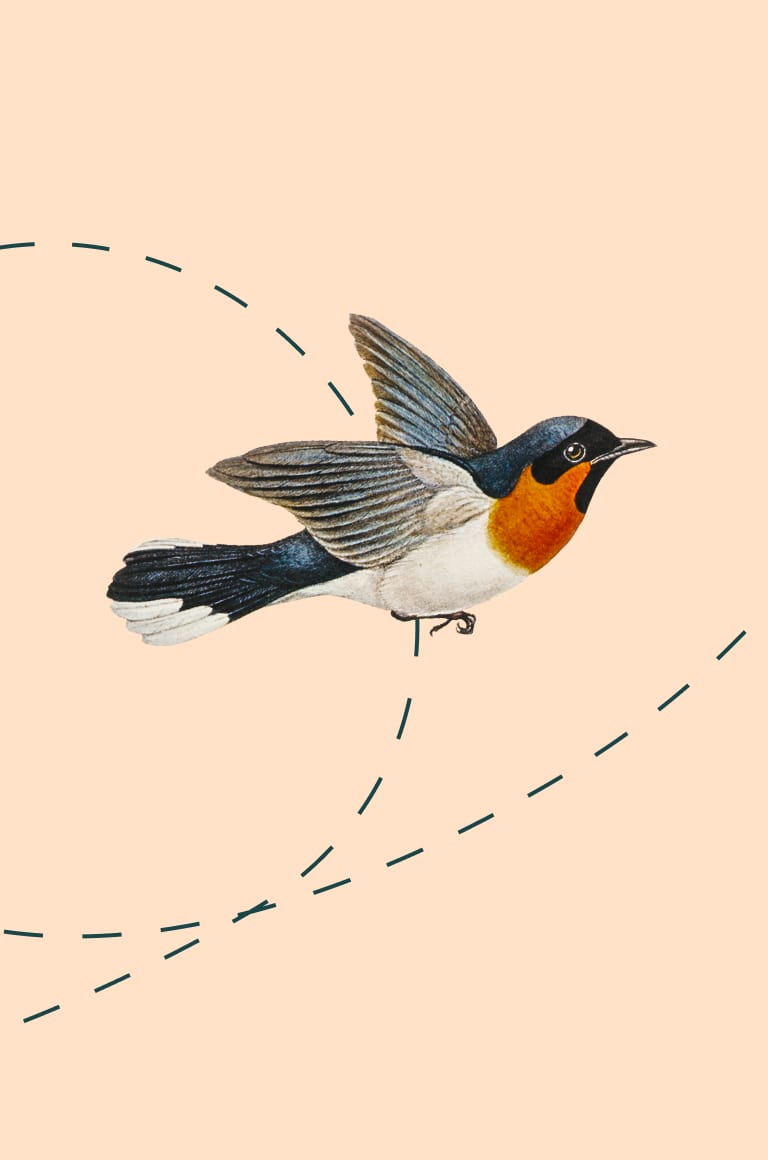 flight-path-on-salmon.jpg