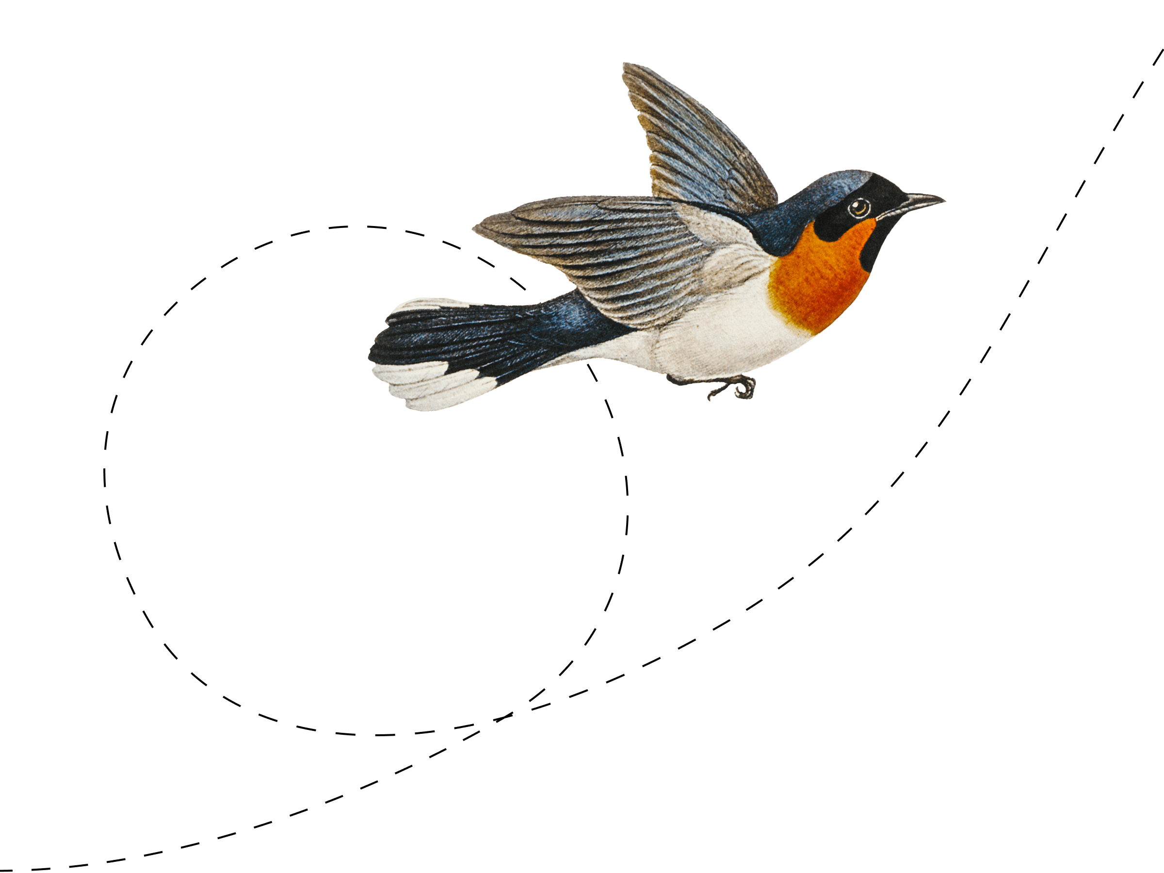 flight-path-on-transparent-b.png
