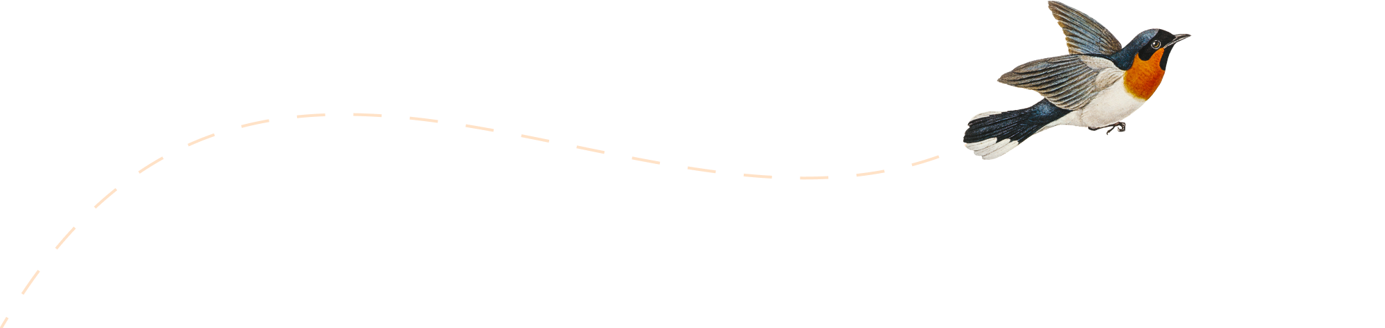 flight-path-on-transparent-d.png