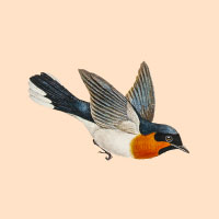 icon-bird.jpg